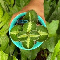Argostemma sp. Round Leaf