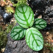 Argostemma sp. Sanggau