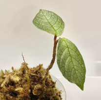 Argostemma sp. Silver