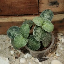 Argostemma sp. Snake White