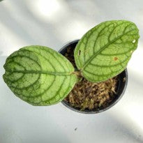 Argostemma sp. Light Green