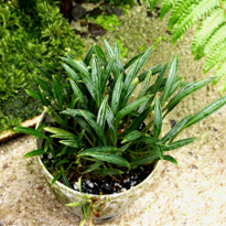 Aridarum Caulescens