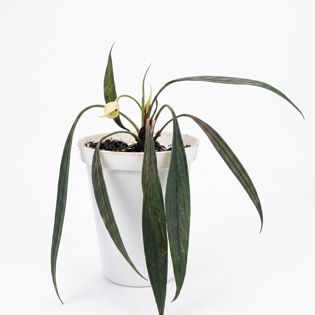 Aridarum sp. Perisai