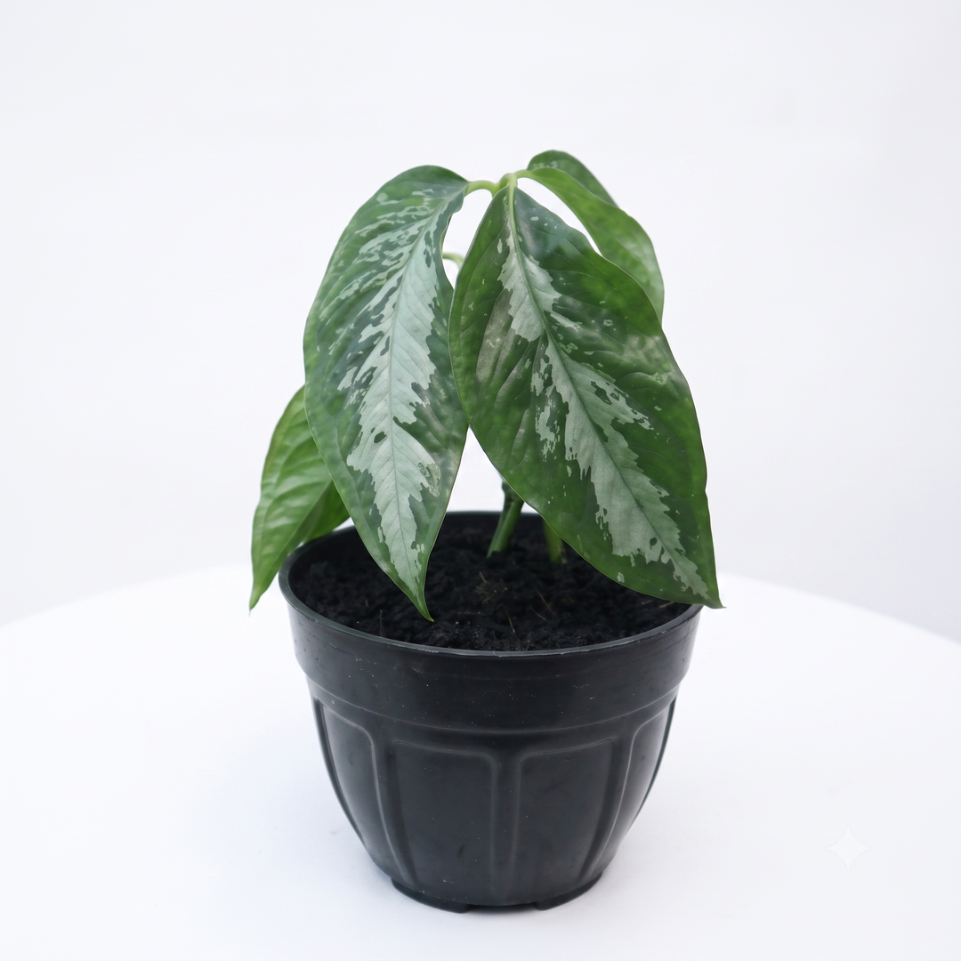 Arisaema Filiforme Borneo