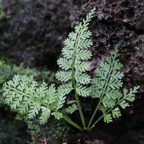 Asplenium Thunbergii