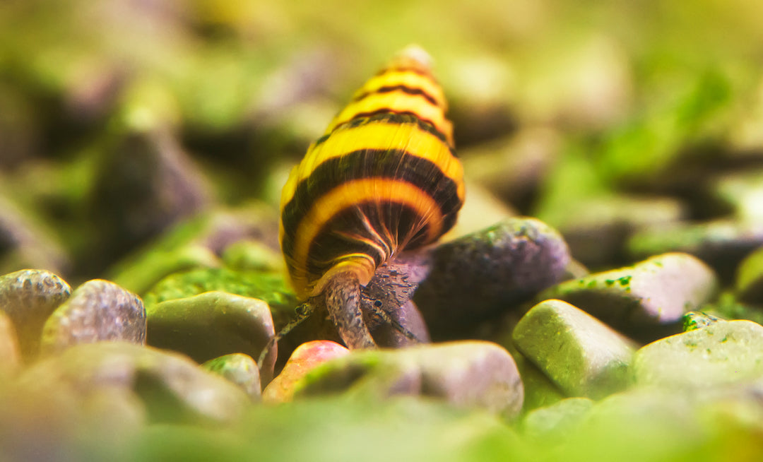 Assassin Snail