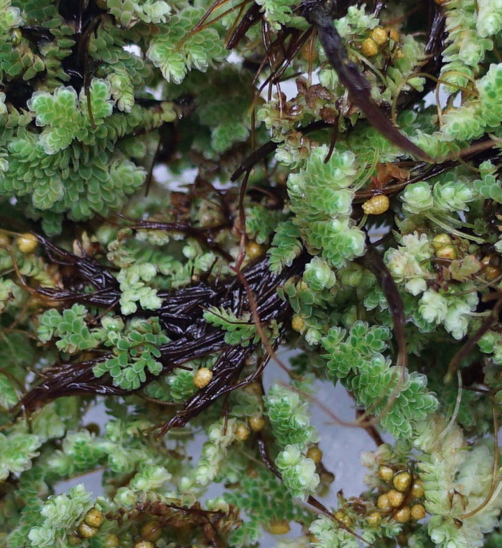 Azolla Caroliniana