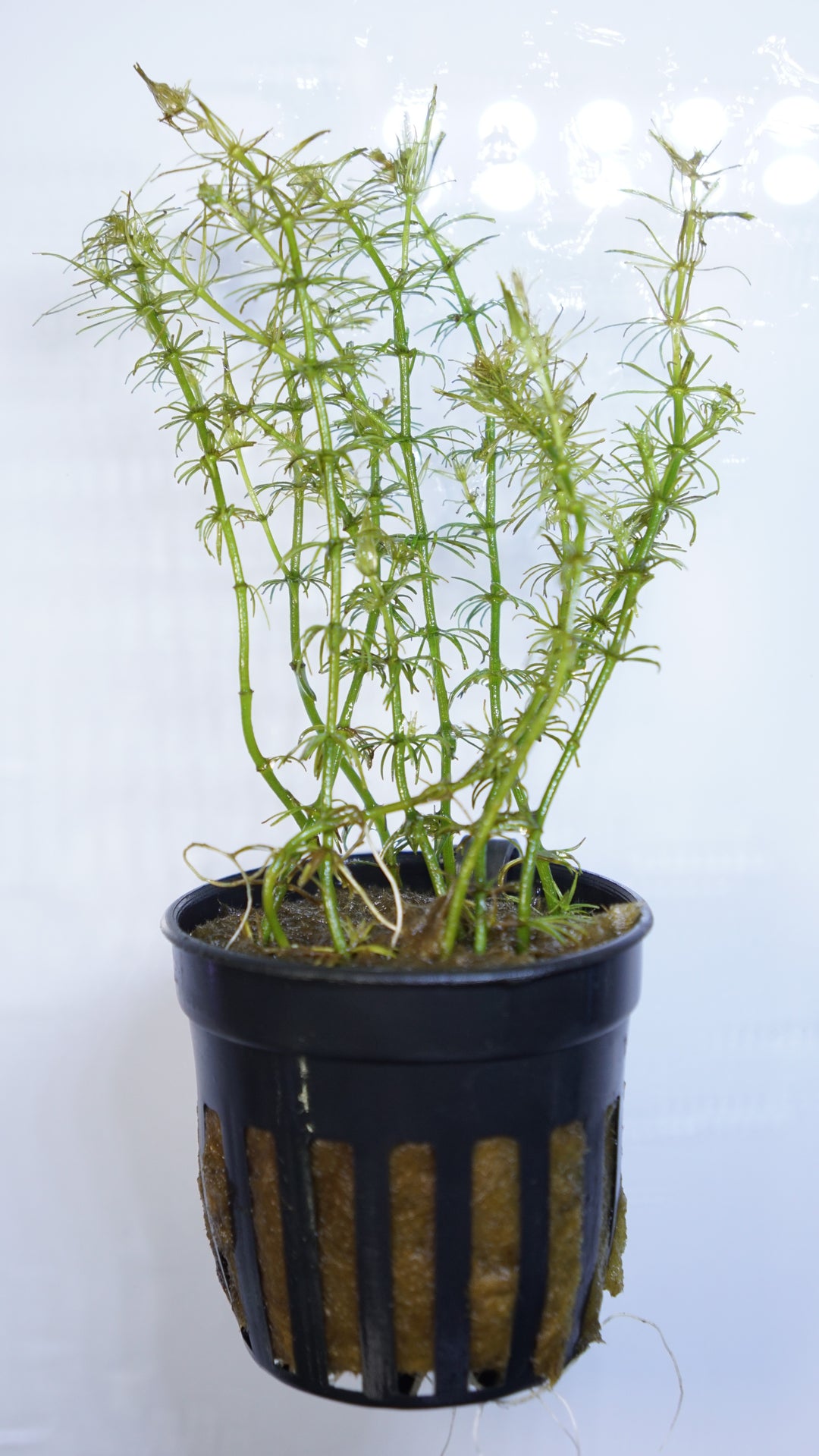Bacopa myriophylloides