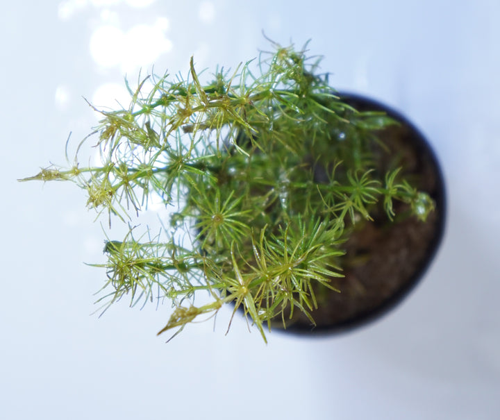 Bacopa myriophylloides