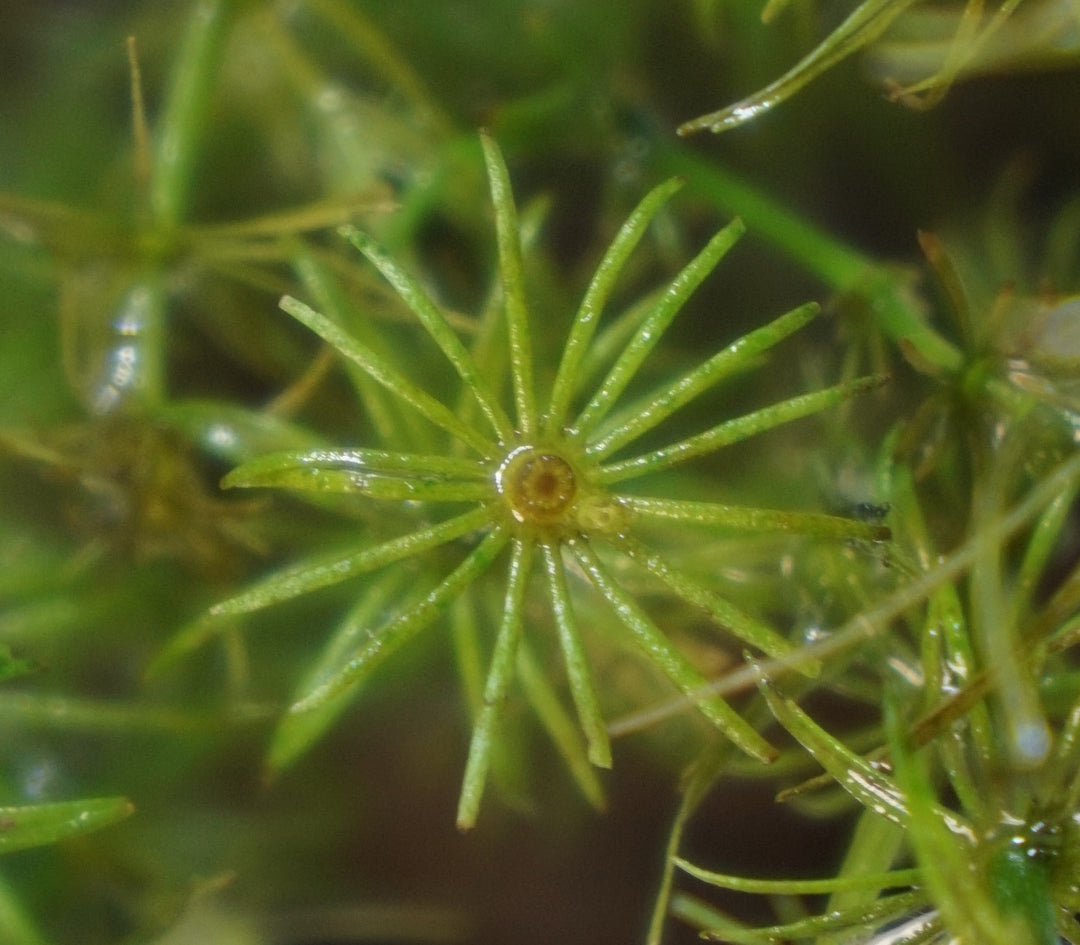 Bacopa myriophylloides