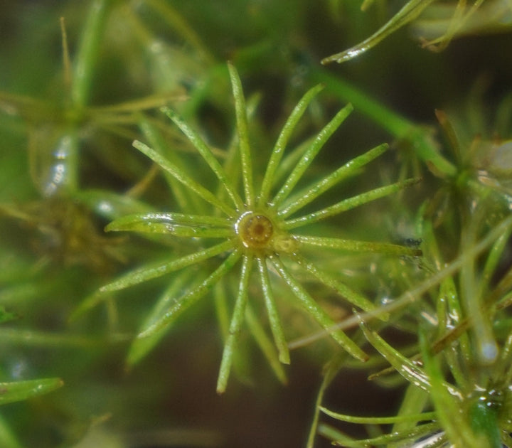 Bacopa myriophylloides