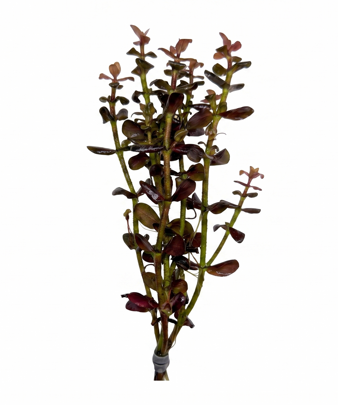 Bacopa salzmannii purple