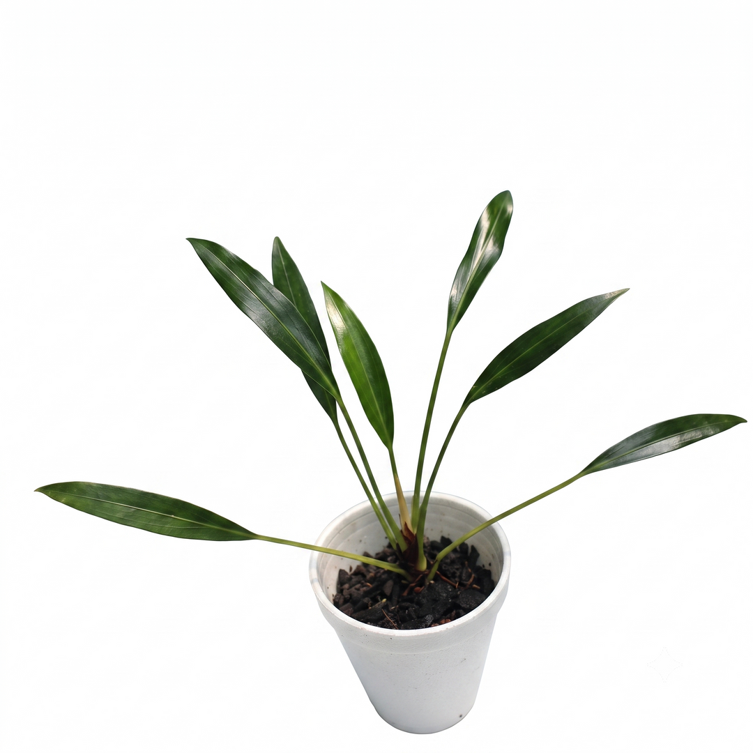 Bakoa Lucens