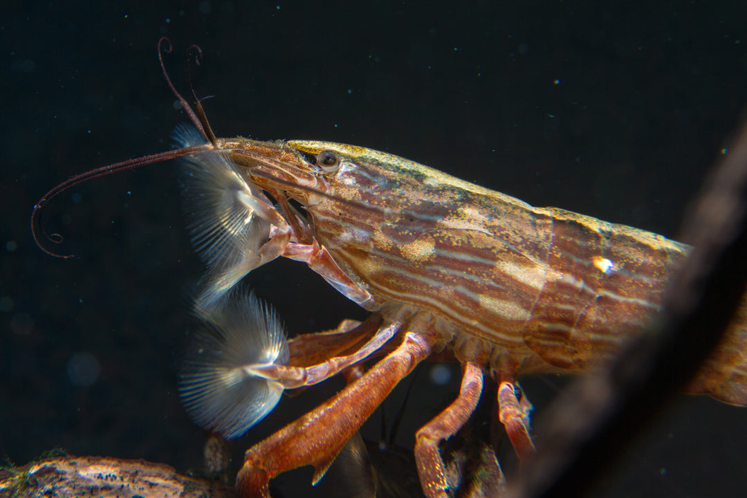 Bamboo Shrimp
