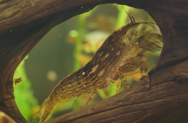 Bamboo Shrimp