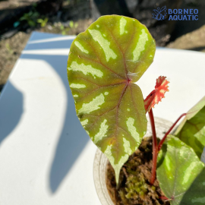 BegoniA Maloh