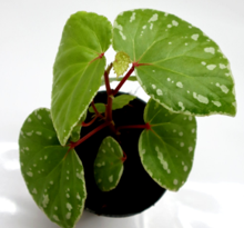 Begonia Acidulenta