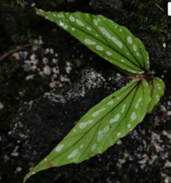 Begonia Amidalae