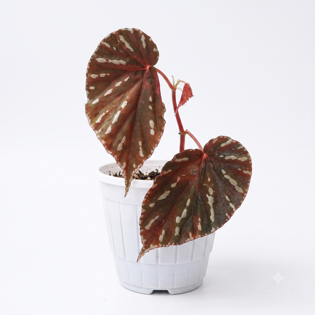 Begonia Atrica