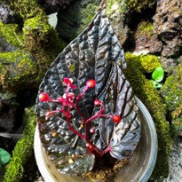 Begonia Daun hitam