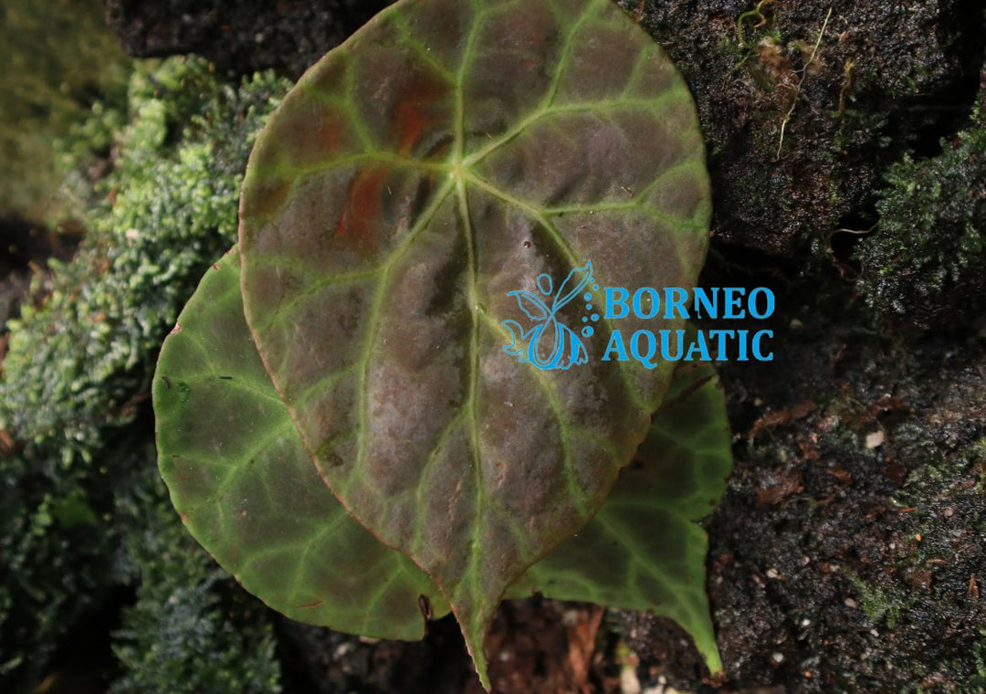 Begonia Goegoensis