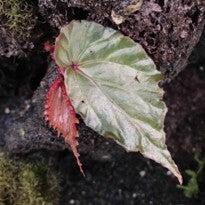 Begonia Kapuas Huluensis