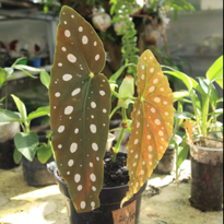 Begonia Maculata
