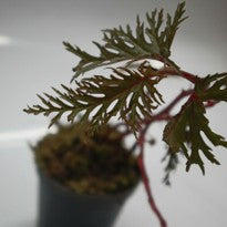 Begonia Bipinnatifida