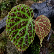 Begonia Dracopelta Ardi