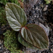 Begonia Inggitiae