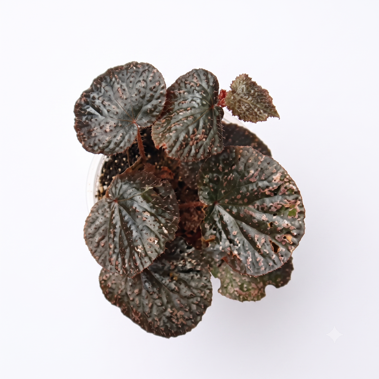 Begonia Ocellata