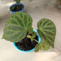 Begonia Patar Randi