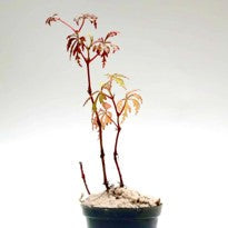 Begonia Rachmatii
