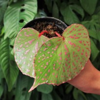 Begonia Roseopunctata