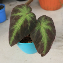 Begonia Sp Sumatra