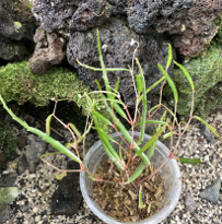 Begonia Tenuissima
