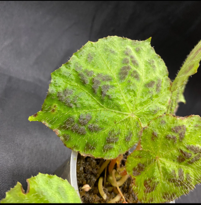 Begonia Tuberculosa