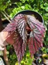 Begonia sp.