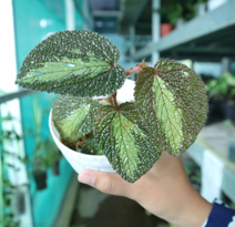 Begonia sp. Baik Velvet