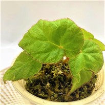 Begonia sp. Green Hairy Sumatra