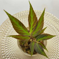 Begonia sp. Green Line
