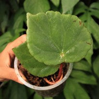 Begonia sp. Green Sumatra