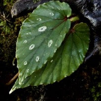 Begonia sp. Polkadot