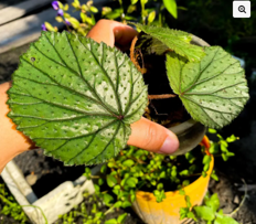 Begonia sp. Sekadau