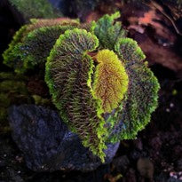 Begonia sp Timika