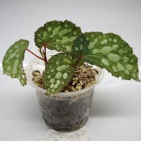 Begonia sp.  Mantuk