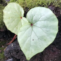 Begonia sp. Senai