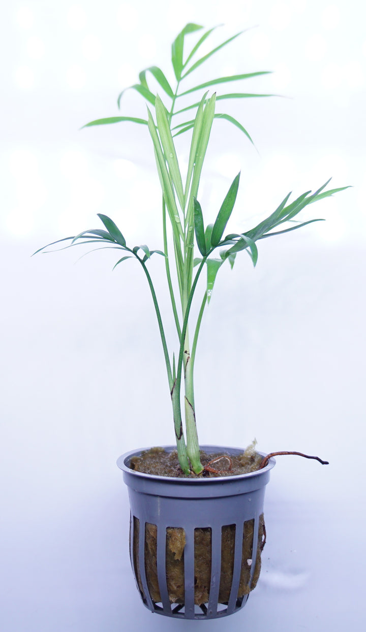 Bella Palm