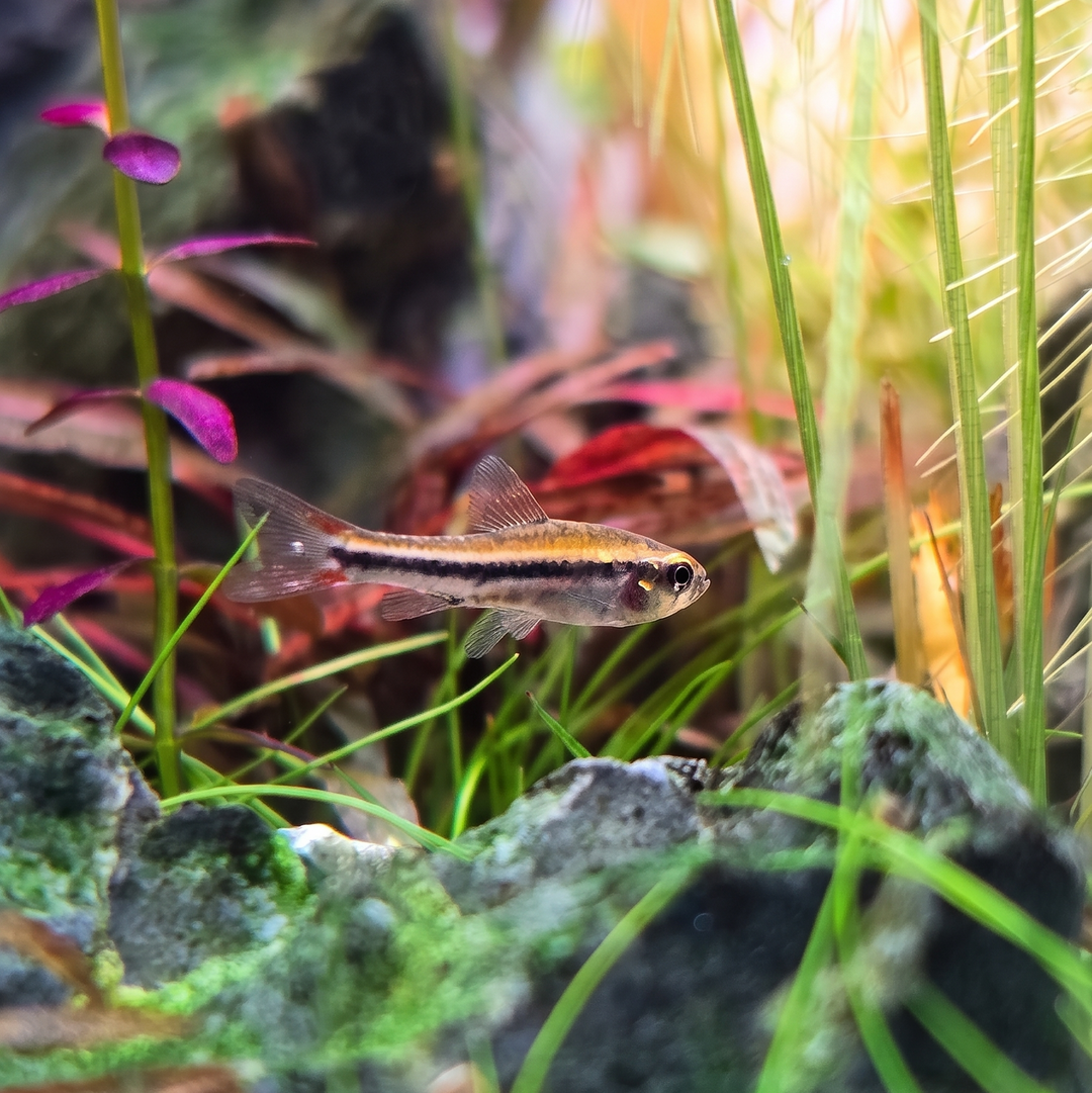 Black Darter Tetra