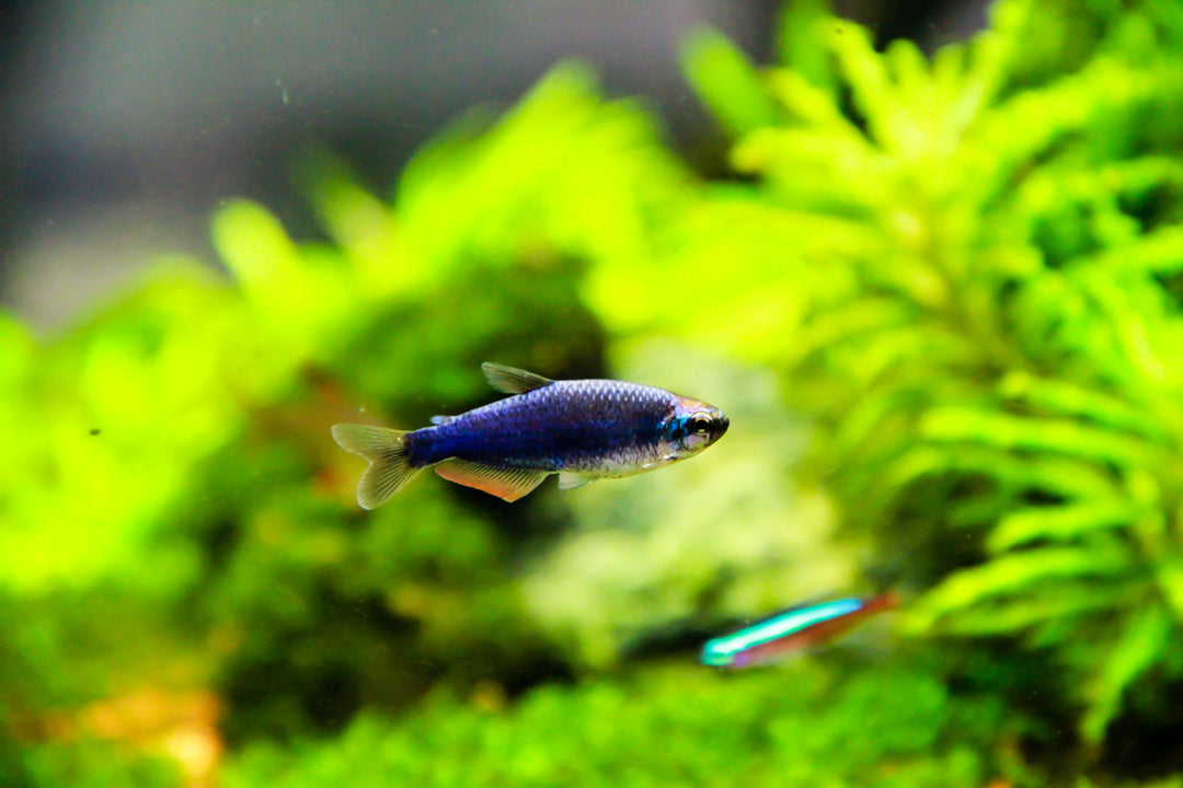Black Emperor Tetra